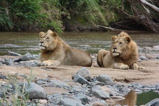 Leopard Mountain Game Lodge4