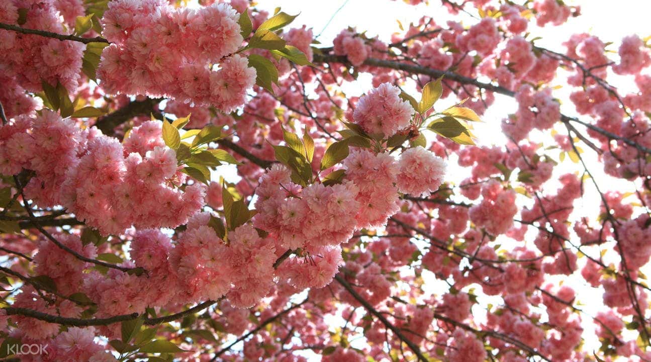 Seoul King Cherry Blossoms Trip2