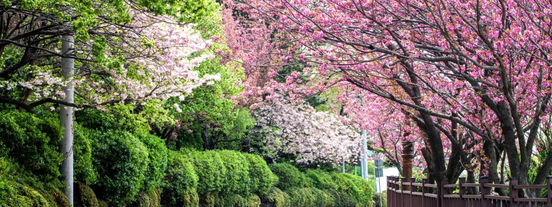 Seoul King Cherry Blossoms Trip
