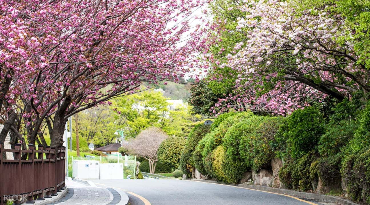 Seoul King Cherry Blossoms Trip1