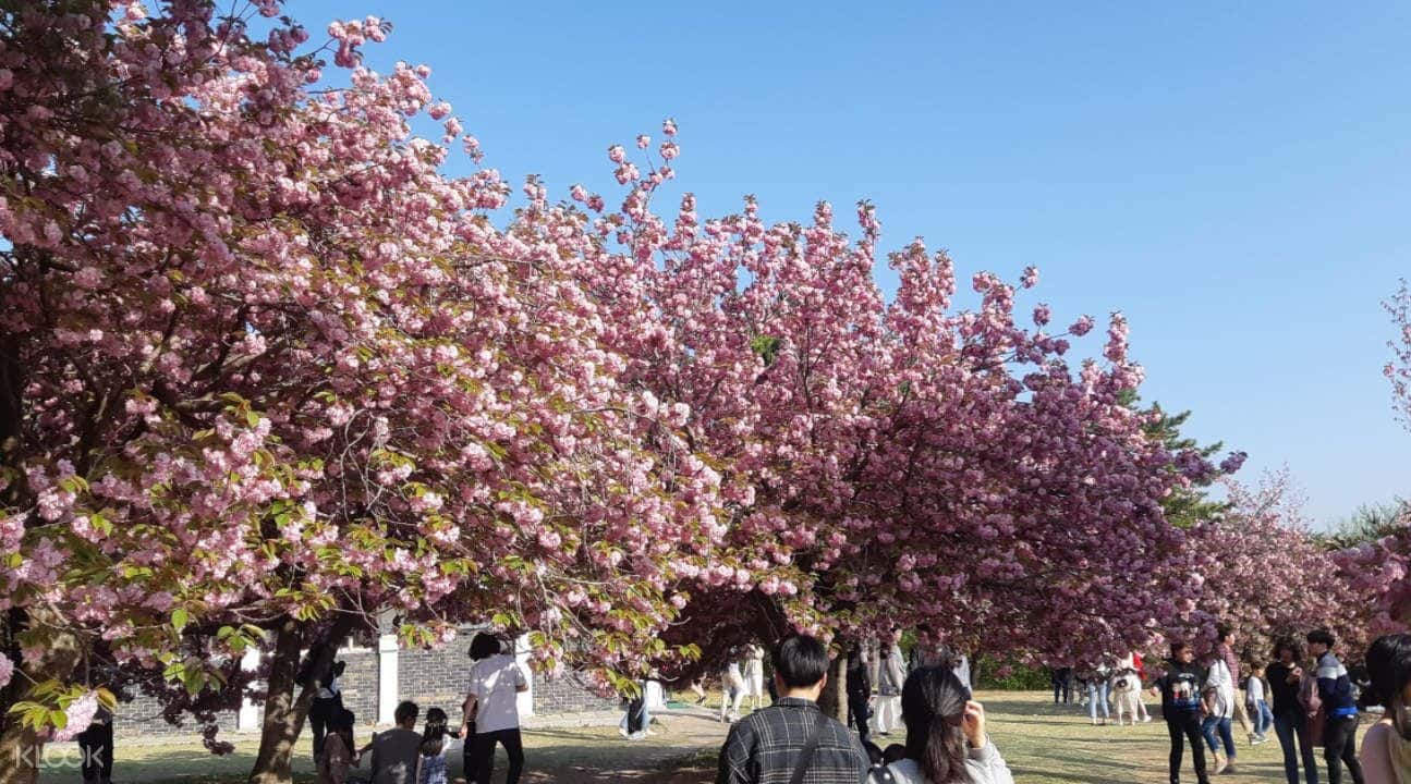 Seoul King Cherry Blossoms Trip3