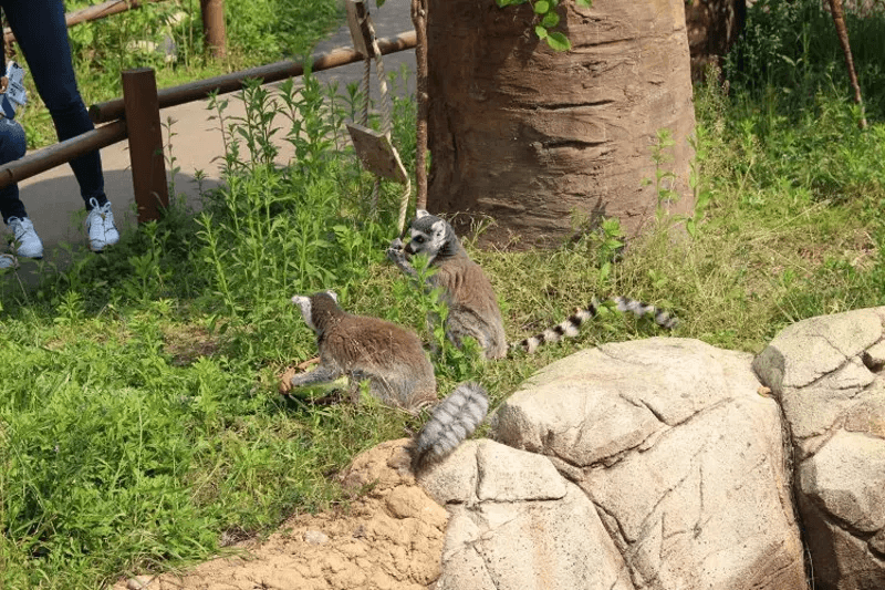 Seoul Zoo Ticket2