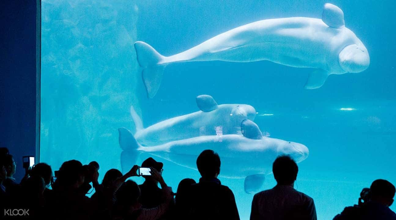 Yongin/Gapyeong Zipline and Nami Island/Everland Private Day Trip from Seoul3