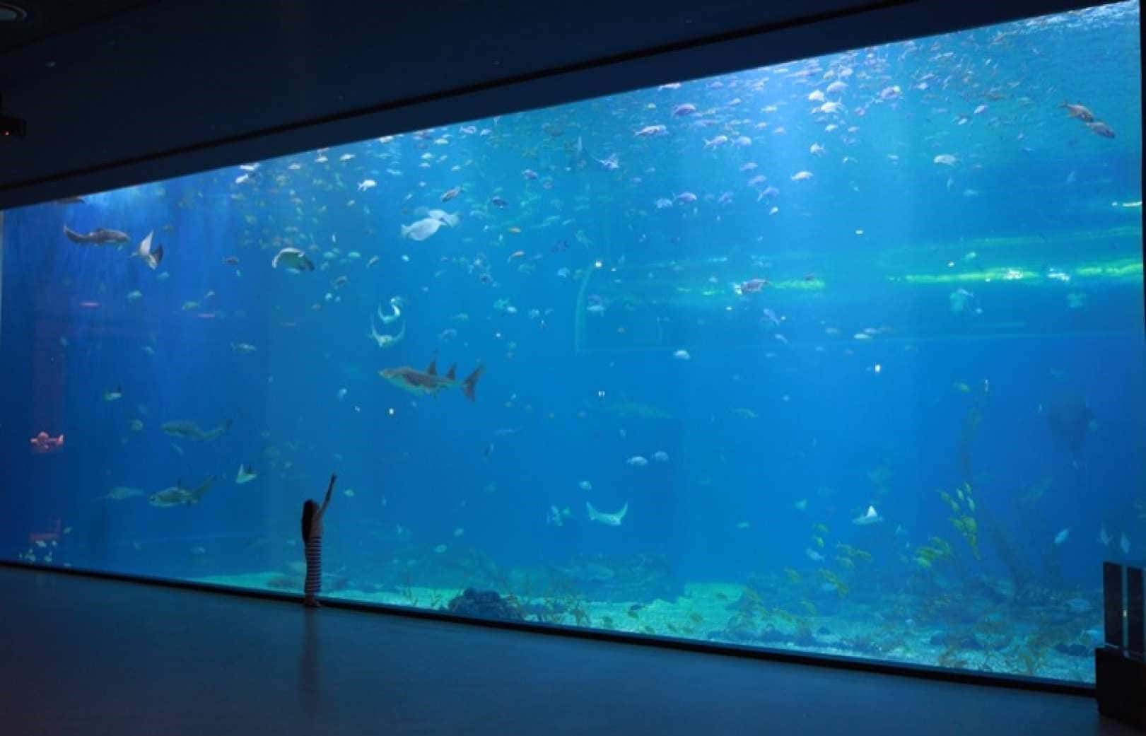 Aquarium Admission ticket in Aqua Planet Jeju3
