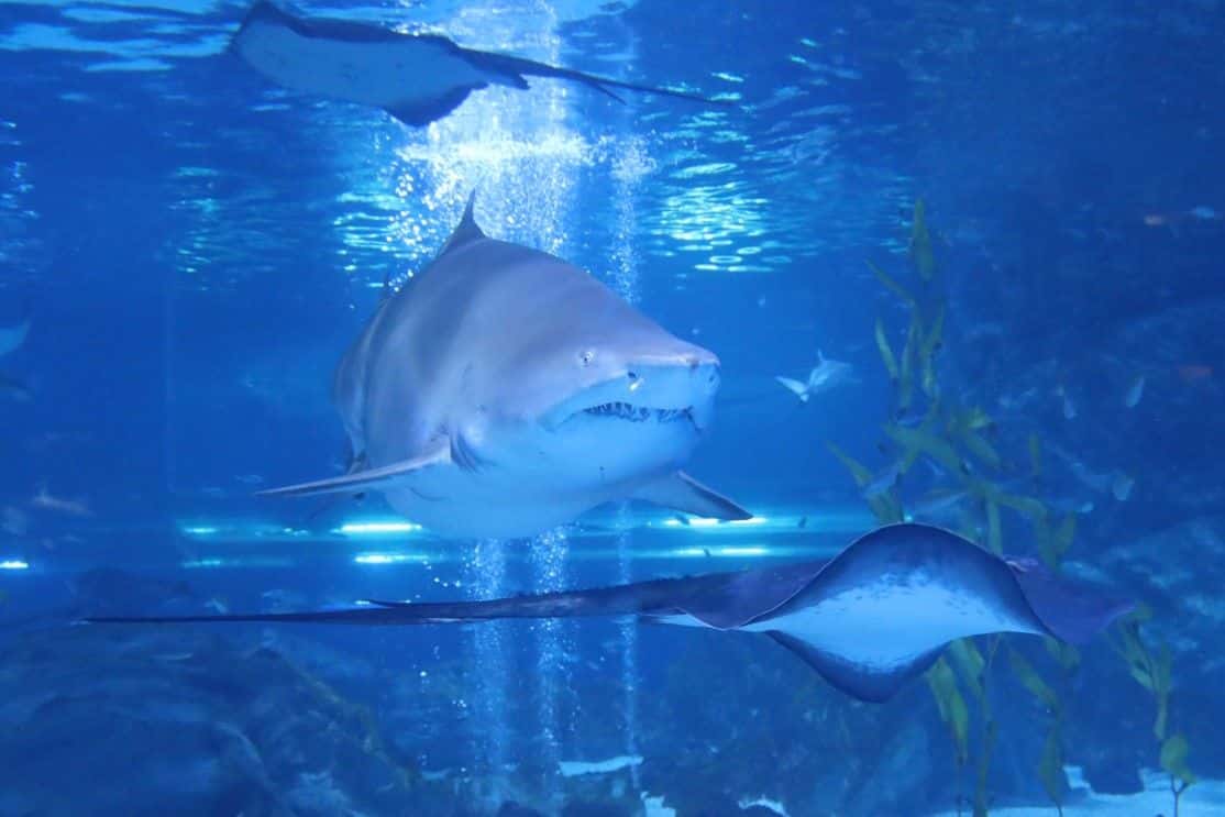 บัตรเข้าชม พิพิธภัณฑ์สัตว์น้ำ COEX (COEX Aquarium)3
