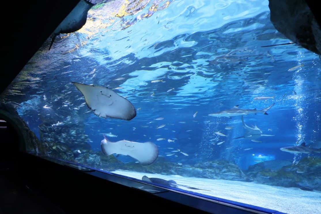 บัตรเข้าชม พิพิธภัณฑ์สัตว์น้ำ COEX (COEX Aquarium)2
