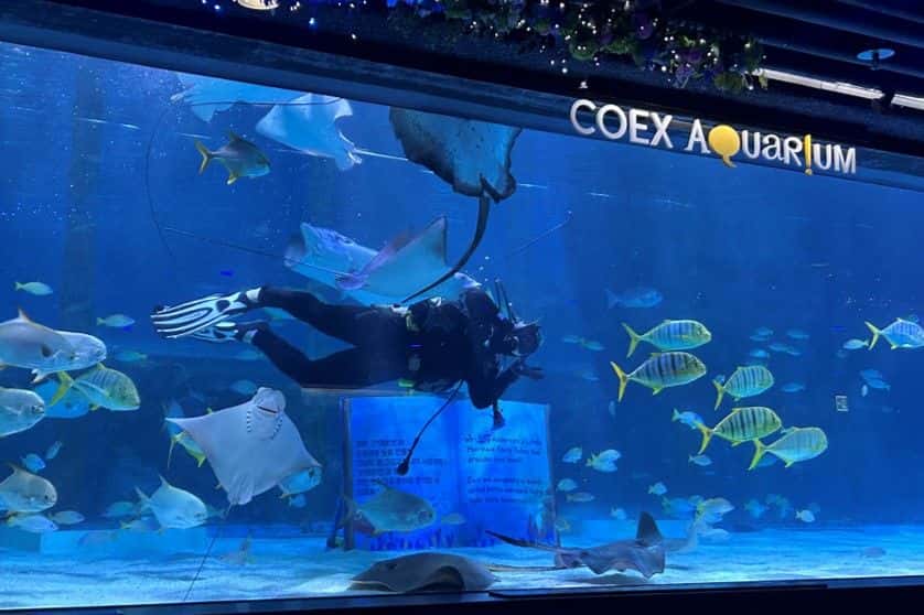 บัตรเข้าชม พิพิธภัณฑ์สัตว์น้ำ COEX (COEX Aquarium)4