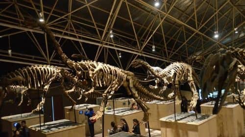 1-Day Dinosaur Tour in Kunming