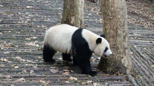 3-Day Classic Chengdu to Jiuzhaigou and Huanglong Private Tour: Giant Panda Breeding Research Base (Xiongmao Jidi), Kuanzhai Alley, Pearl Shoal Waterfalls
