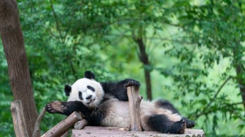 5-Day Chengdu, Huanglong, Jiuzhaigou Private Tour: Giant Panda Breeding Research Base (Xiongmao Jidi), Kuanzhai Alley, Jinsha Site Museum