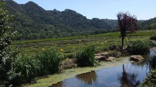 A Visit To Zen Buddhist Temple & A Taste Of Chinese Tea