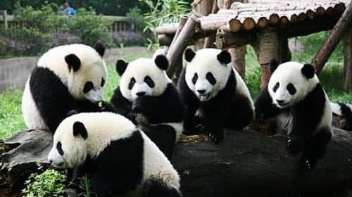 All Inclusive Chengdu Giant Panada Base Private Day Tour from Guangzhou by Air