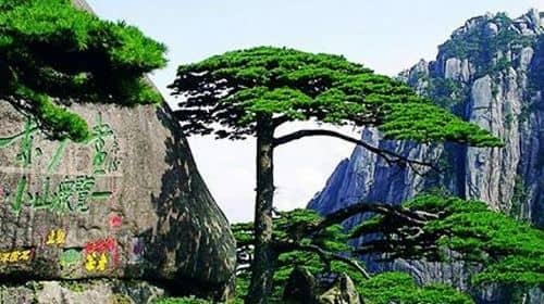 All Inclusive Huangshan Yellow Mountain and Tunxi Old Street Private Day Tour