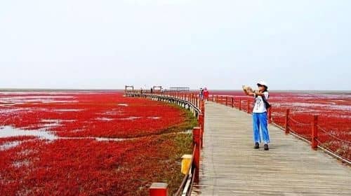 All-Inclusive Private Day Tour to Red Beach in Panjin City from Shenyang