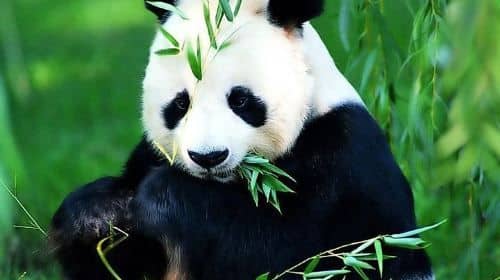Beijing Lama Temple, Panda Garden and Ancient Altar Private One Day Tour