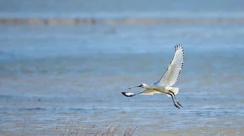 Bird Watching Tour at Nanji Hill Poyang Lake Nature Reserve From Nanchang