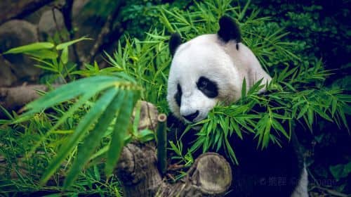 Chengdu English speaking Tour Guide