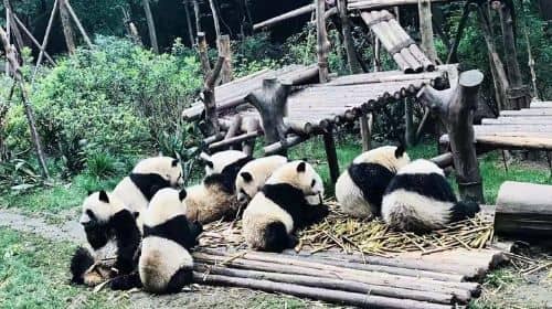 Chengdu Highlights with Luodai Ancient Town Discovery