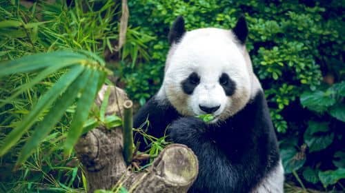 Chengdu Panda Base & Leshan Giant Buddha incl boat trip