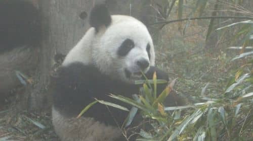 Chengdu Panda Base and Drop off Chengdu Railway Station Day Tour