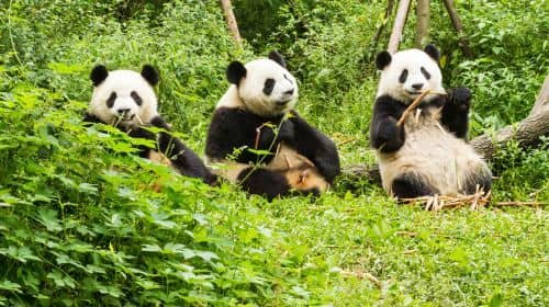 Chengdu Panda Breeding center and Leshan Buddha Day Tour