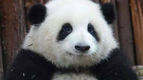Chengdu Panda breeding center Sanxindui civil relics day trip