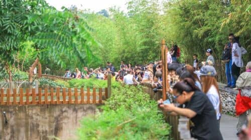 Chengdu Private Day Tour of Giant Pandas and Jinsha Site Museum