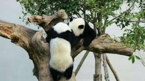 Chengdu Private Day Tour to Visit Dujiangyan Wolong Panda Base Optional Volunteering
