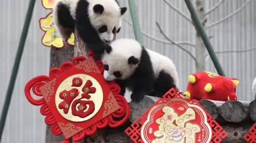 Chengdu Private Day Tour: Du jiang yan Panda Base and Qingcheng Mountain
