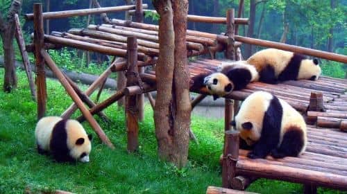 Chengdu Private Day Tour: Panda Breeding Base and Leshan Buddha with Lunch