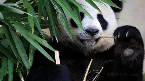 Chengdu Private Day Tour: Research Base of Giant Panda, Sanxingdui Archaeological Museum
