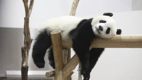 Chengdu Private Sightseeing Tour with Panda Breeding Center Visited