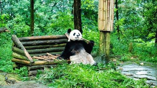 ทัวร์ศูนย์อนุรักษ์แพนด้ายักษ์ (Giant Panda Base) และพระใหญ่เล่อซาน (Leshan Buddha) จากเฉิงตู (Chengdu)