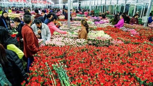 Half Day Flower Tour in Kunming