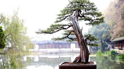 ทัวร์เมืองหางโจวกับอาลีบาบาจากเซี่ยงไฮ้โดยรถไฟหัวกระสุน
