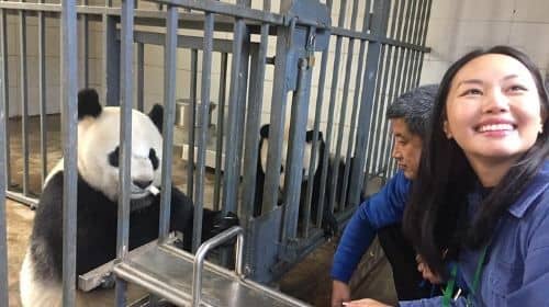 ประสบการณ์การเป็นผู้ดูแลหมีแพนด้าที่ Wolong Panda Center