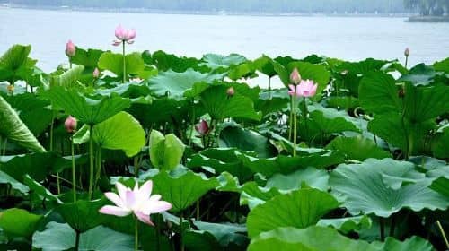 ทัวร์ส่วนตัว เมืองจี่หนาน รวมถึงสวนบ่อพุร้อน บ่อตูชวง สวนสาธารณะทะเลสาบต้าหมิง และอื่นๆ