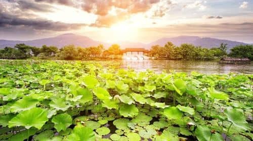 ทัวร์ส่วนตัว: สำรวจความงามของทะเลสาบตะวันตก และไร่ชาในหางโจว