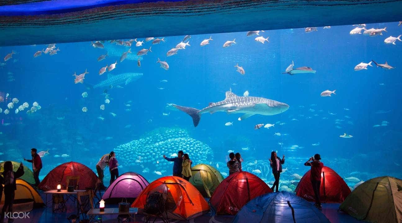 Chimelong Ocean Kingdom - Ocean Sleepover at Zhuhai Chimelong Penguin Hotel2