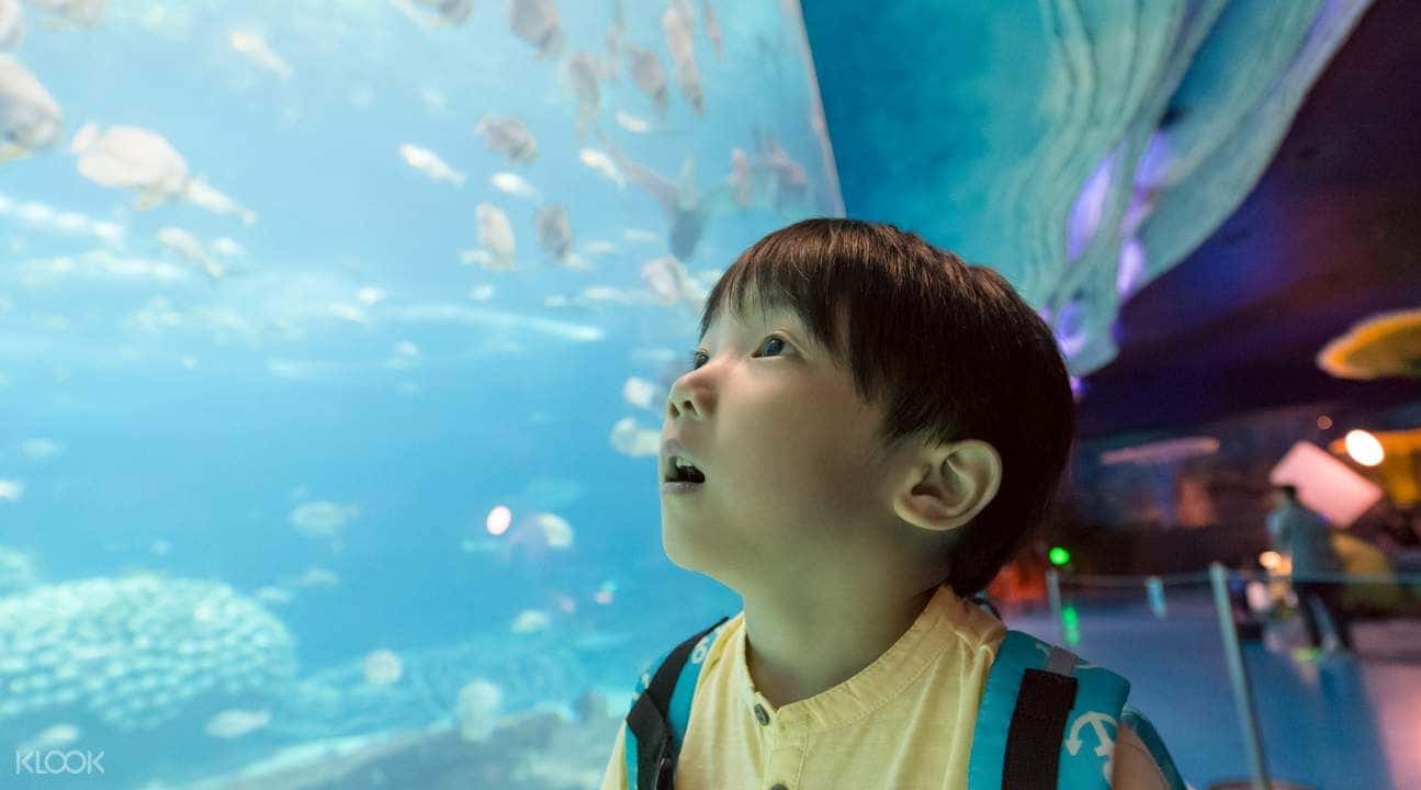 Chimelong Ocean Kingdom - Ocean Sleepover at Zhuhai Chimelong Penguin Hotel3