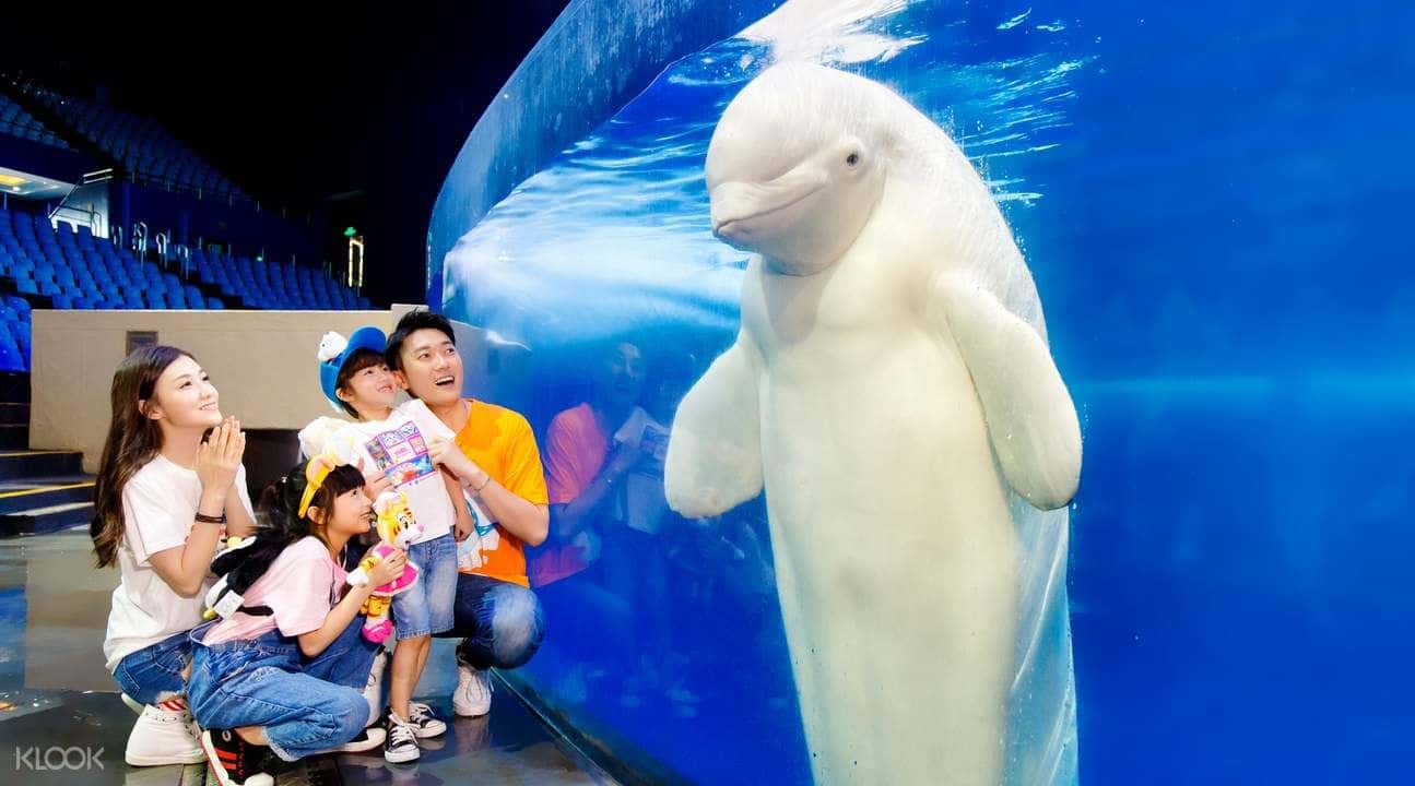 บัตรเข้าชมพิพิธภัณฑ์สัตว์น้ำ Chimelong Ocean Kingdom4