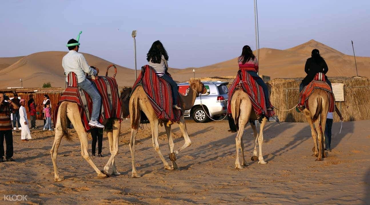 Camel Trekking Experience in Abu Dhabi3