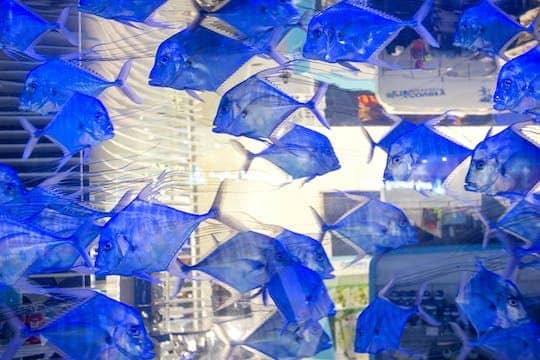 Dubai Aquarium and Underwater Zoo general admission ticket