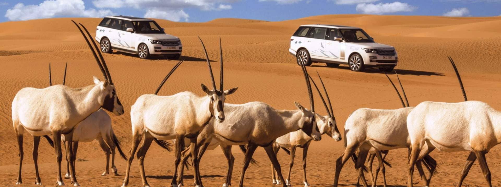 Dubai Desert Conservation Reserve Adventure by Platinum Heritage