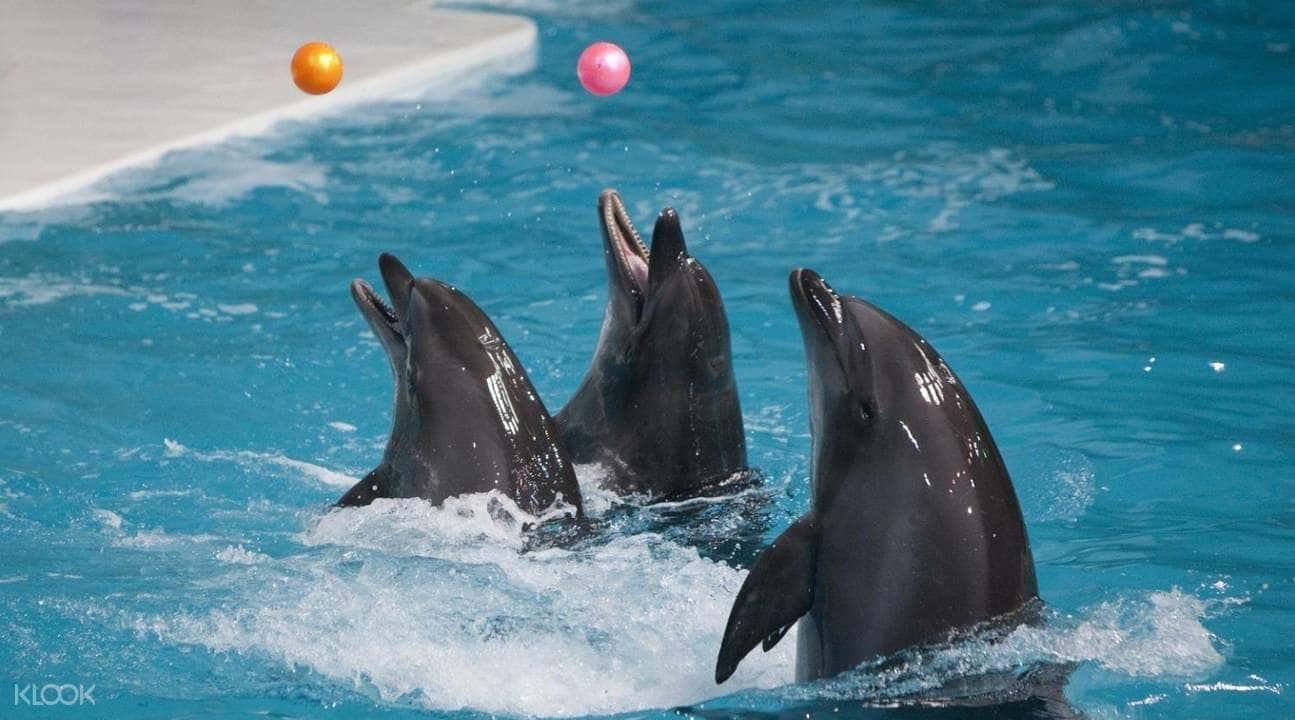 Dubai Dolphinarium1