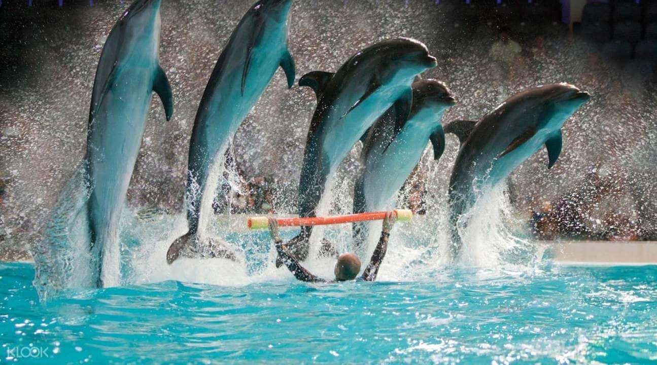 Dubai Dolphinarium2