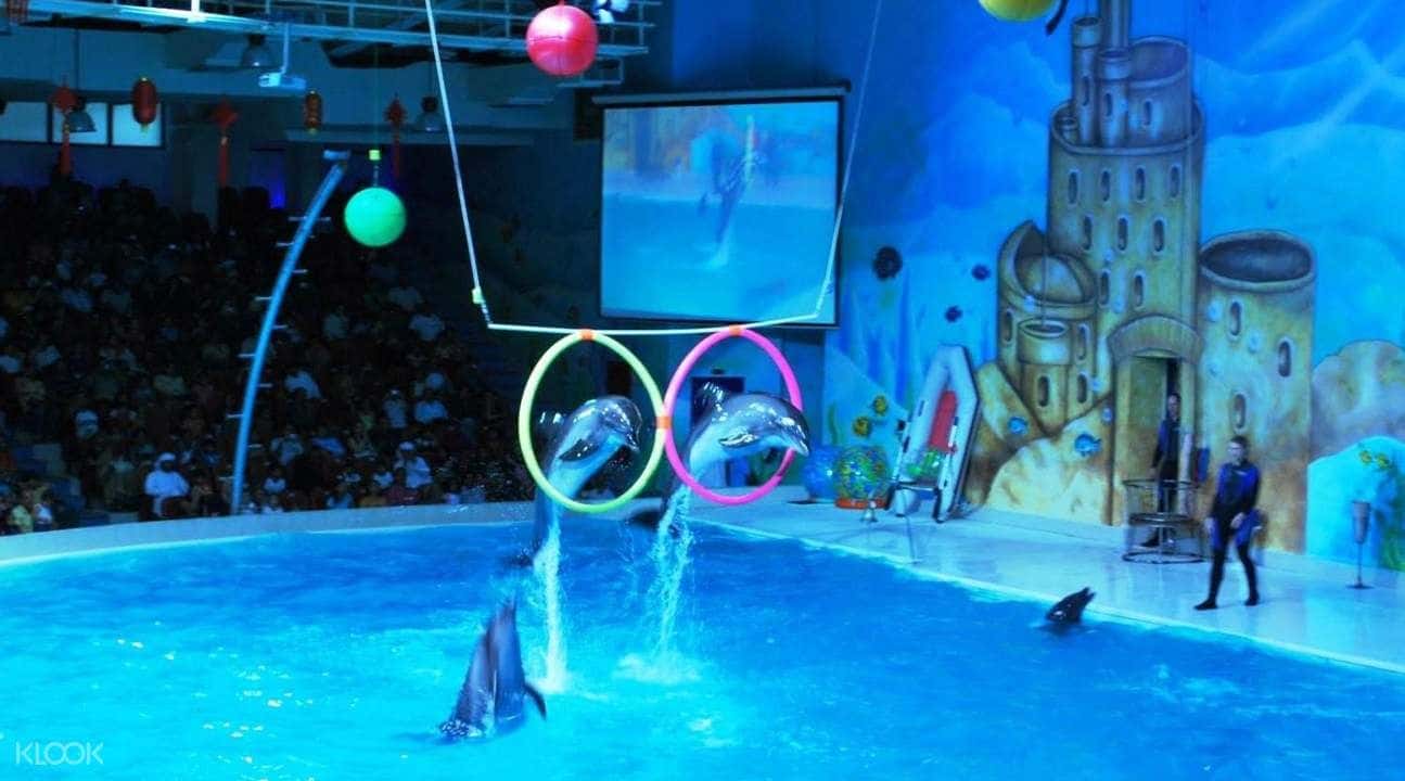 Dubai Dolphinarium3