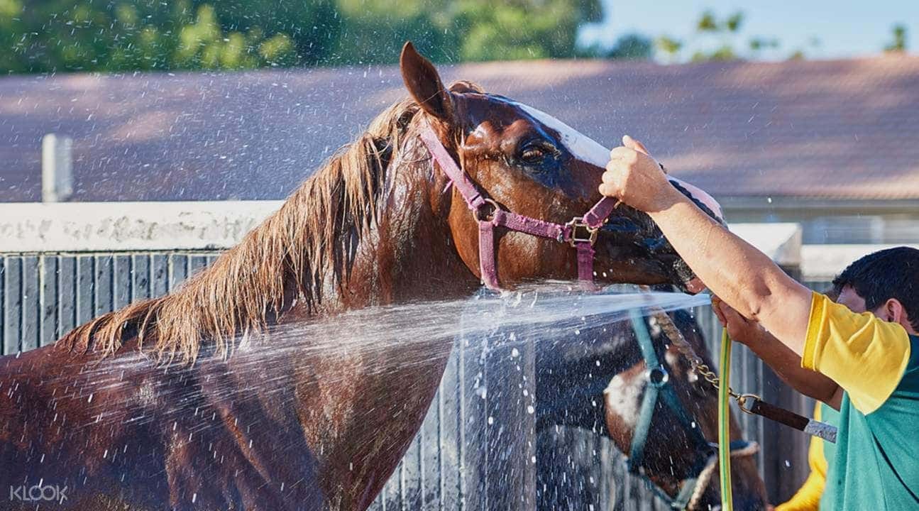 Meydan Stable Day Tour in Dubai2