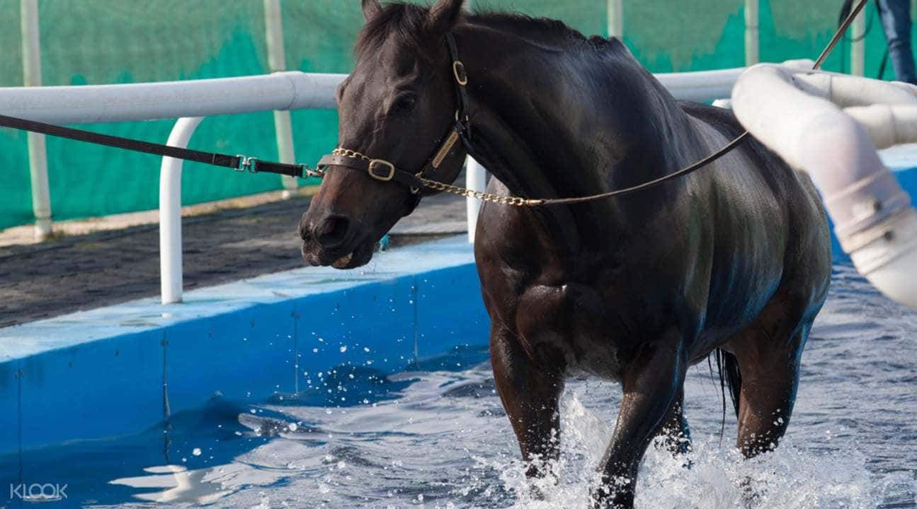 Meydan Stable Day Tour in Dubai1