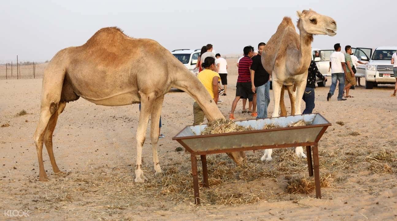 Overnight Desert Safari Experience from Abu Dhabi2